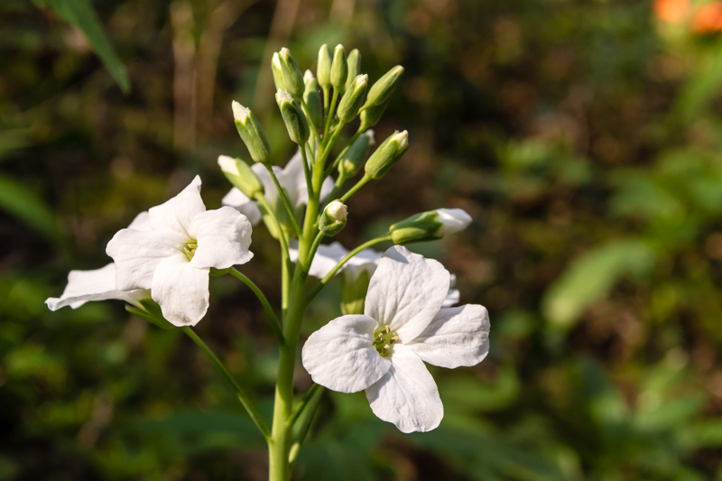 Cardemine heptaphylla?.....Cardamine heptaphylla